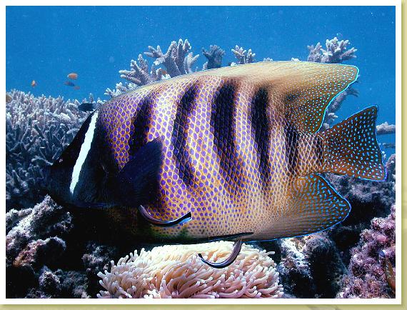 229-Six-banded Angellfish (pomacanthus sexstriatus)